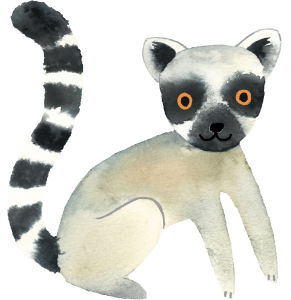 a cute lemur